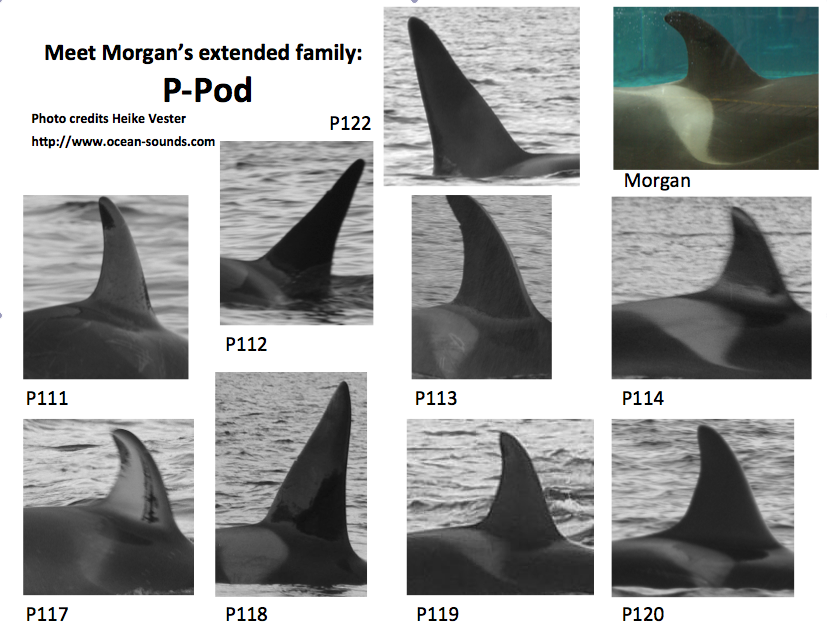 Orca Morgan's Family