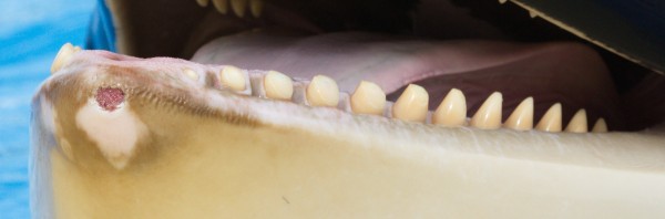 Morgan has self-mutilation wounds such as the tissue damage, open wounds and worn teeth from chewing on the concrete. The trainers and vet of Loro Parque claim this is 'normal'. 17 November 2013.