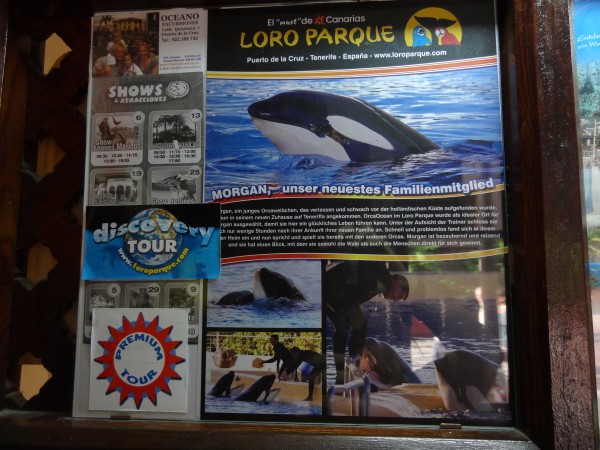 Morgan as the main feature of a commercial advertisement for Loro Parque