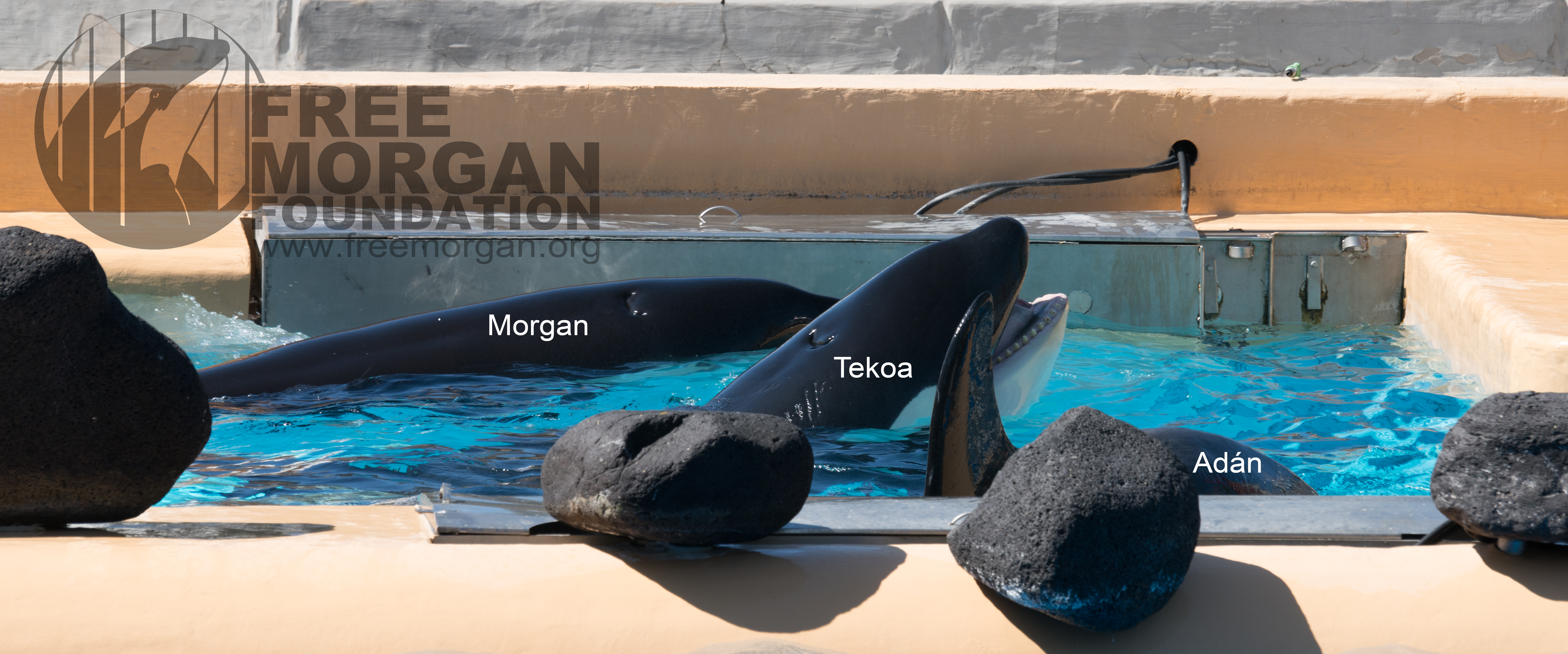 20160422-three orca med tank-logo