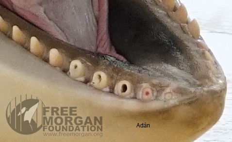 Close up photographs of Adán's offending right teeth, caused by self-mutilation and staff drilling the teeth and not filling the holes. R2 (second from the front) is red because of either blood or exposed pulp. 