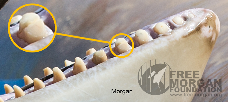 Morgan's tooth, fractured in half, but others are chipped and worn to the gum. This has all occurred since she arrived at Loro Parque.