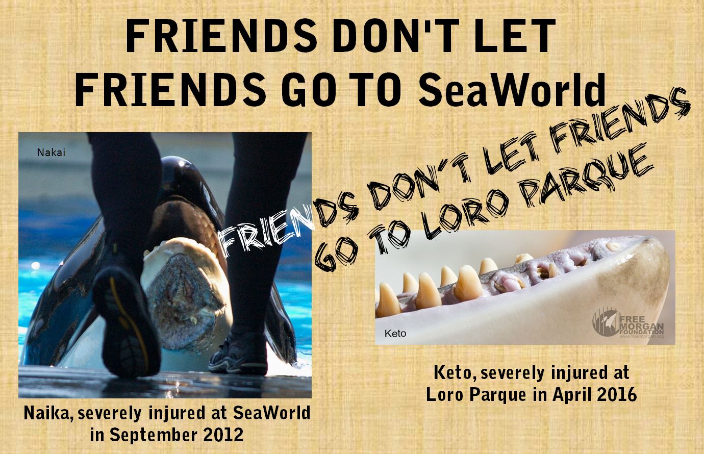 Friends don't let friends go to SeaWorld