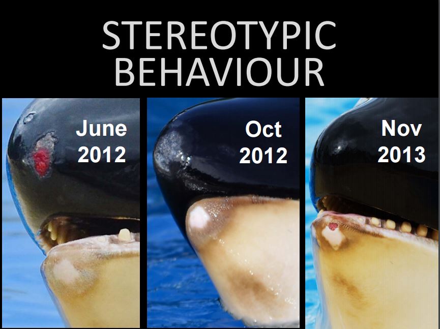 Stereotypic behaviour can lead to self-mutilation, like the three different types (tooth damage, hypertropic tissue damage, open wounds) seen here on Morgan
