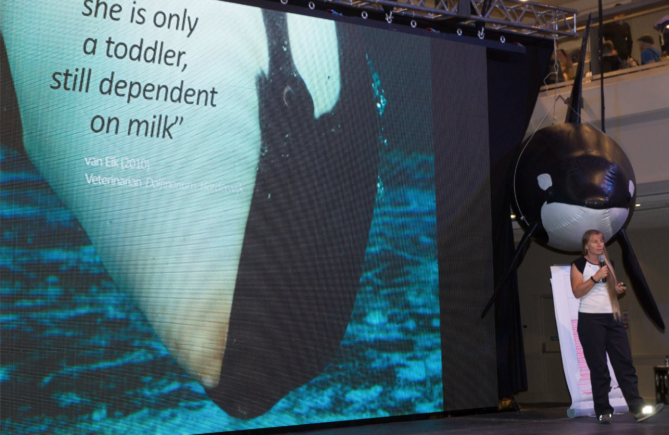 2014 WhaleFest, Dr Visser illustrating the misinformation the captivity industry has told the public about Morgan