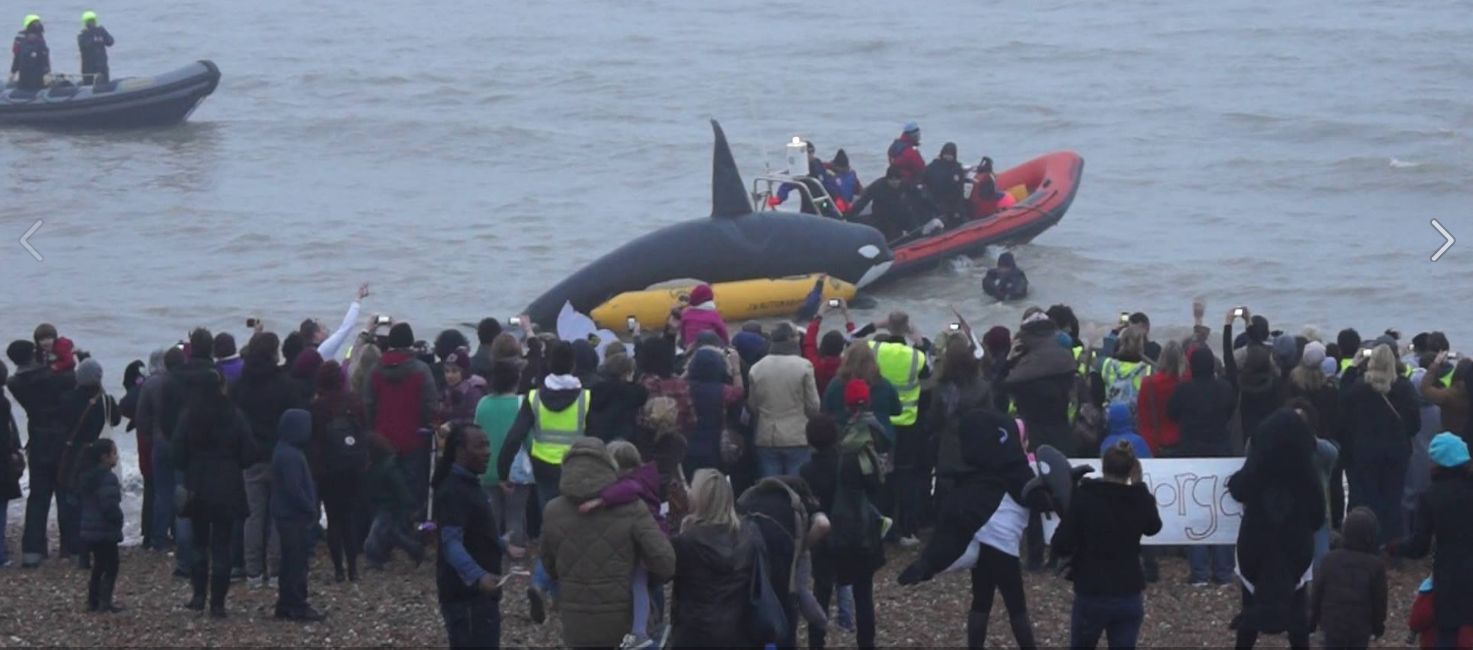 2014 WhaleFest 'Mock Morgan Release' as 'Morgan' is taken out into the open ocean