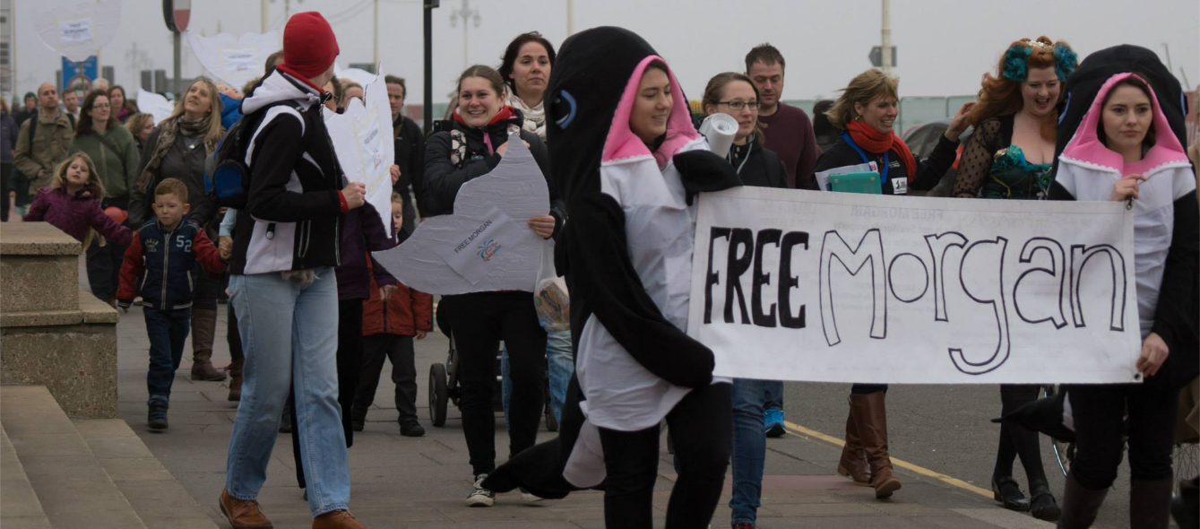 2014 WhaleFest 'Release Mock Morgan' promenade walk